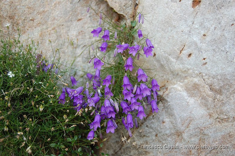 6-Una piccola casacti di fiori.jpg